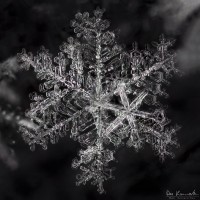 Regal Snowflake