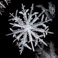 12-sided Star