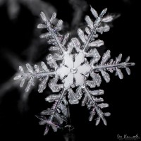 Blooming Ice