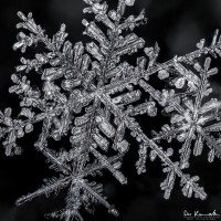 Snow Flurry