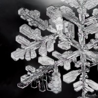 Portrait of a Snowflake